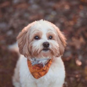 Meet your Posher, Abigail